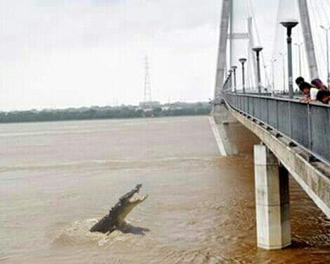Kanpur scaled Allahabadi crocodile, know what is the reality