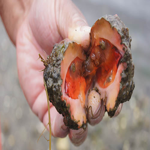 Living Rock That Can Be Eaten