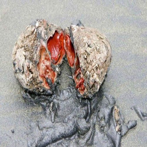 Living Rock That Can Be Eaten