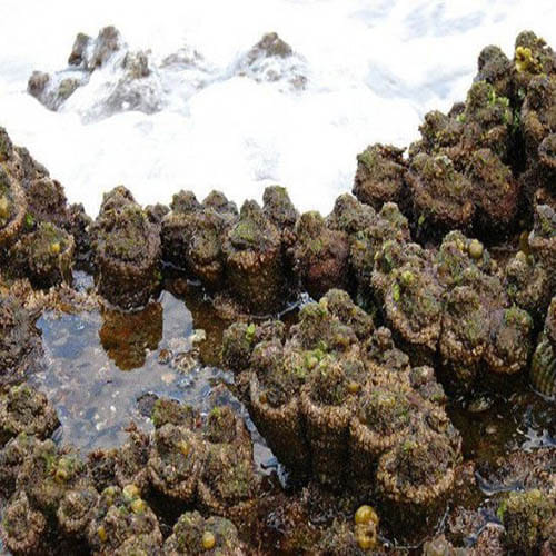 Living Rock That Can Be Eaten