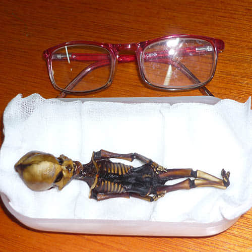 Skeleton Of Alien Looking Tiny Creature 