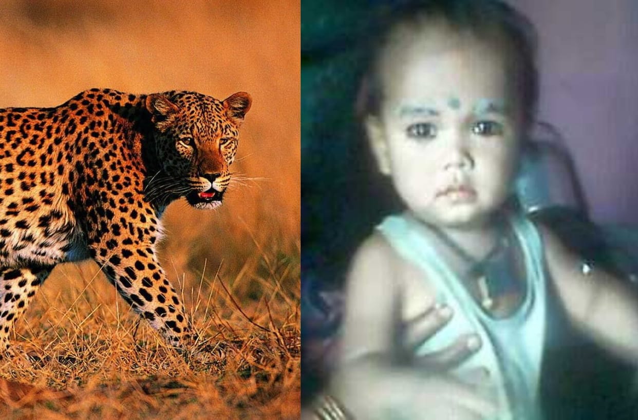 leopard killed the child in pithoragarh.