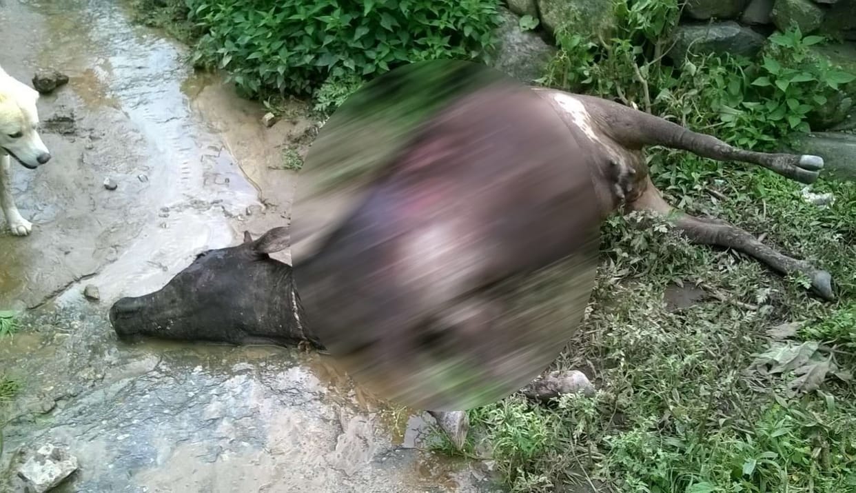 condition of village after cloud burst.