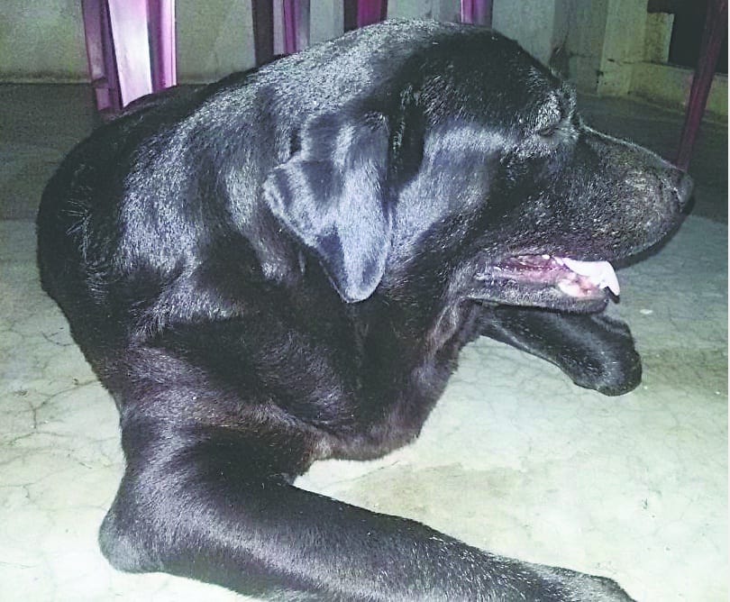" Raksi " saved the lives of mistress 