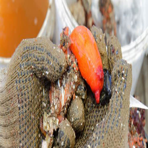Living Rock That Can Be Eaten