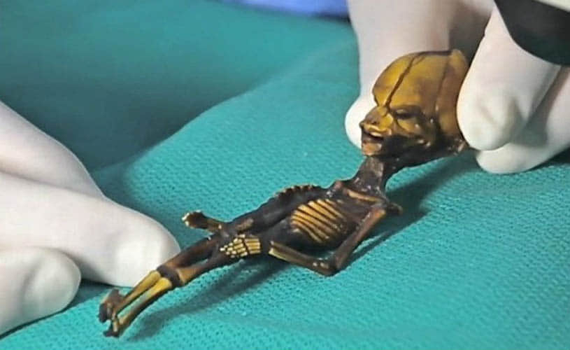 Skeleton Of Alien Looking Tiny Creature 