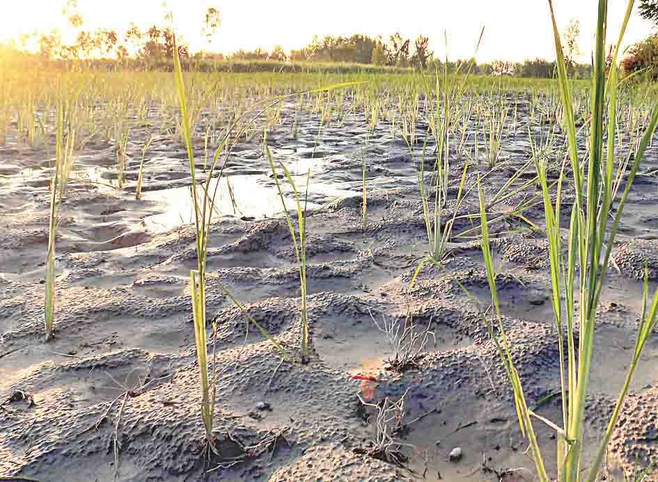 after flood rice plant leaf bacame yellow