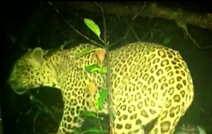 leopard killed man in dehradun.