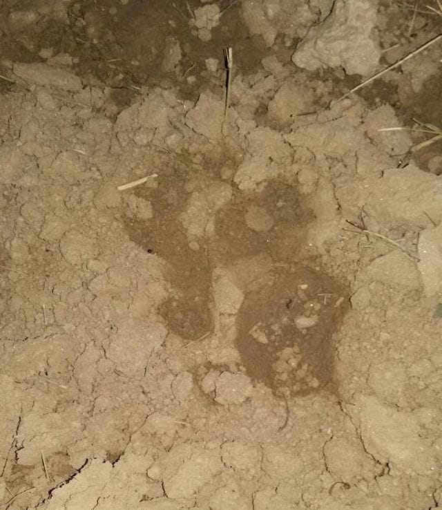 leopard claw marks were not wolves
