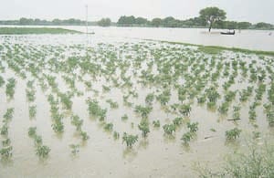 tarai area