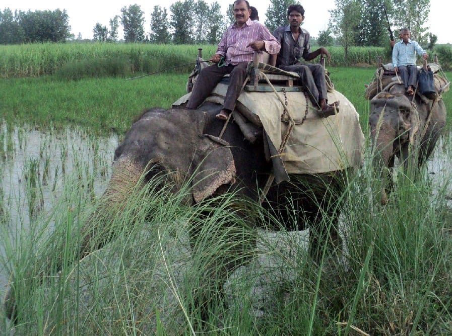 Forest Department had taken away from the cage to let him down tiger