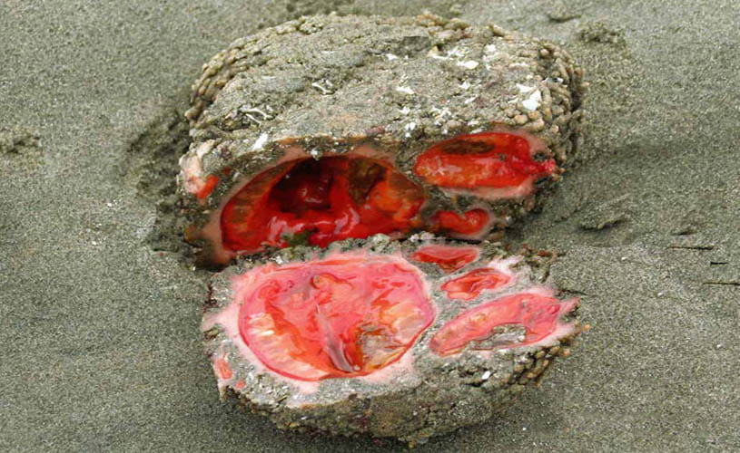 Living Rock That Can Be Eaten