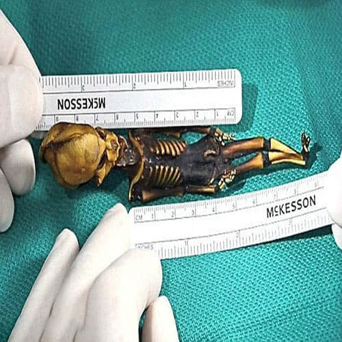 Skeleton Of Alien Looking Tiny Creature 