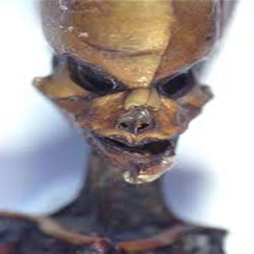 Skeleton Of Alien Looking Tiny Creature 