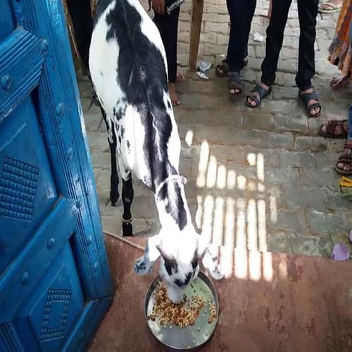 allah and bismillah name written on goat's both ears