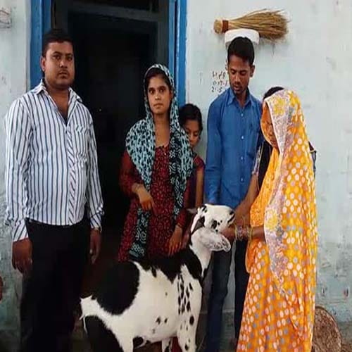 allah and bismillah name written on goat's both ears