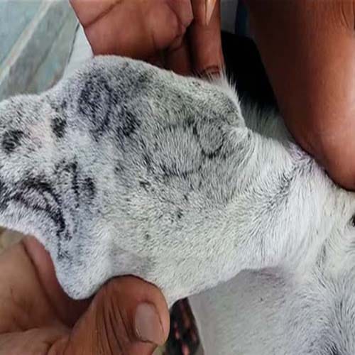 allah and bismillah name written on goat's both ears