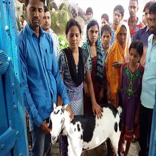allah and bismillah name written on goat's both ears