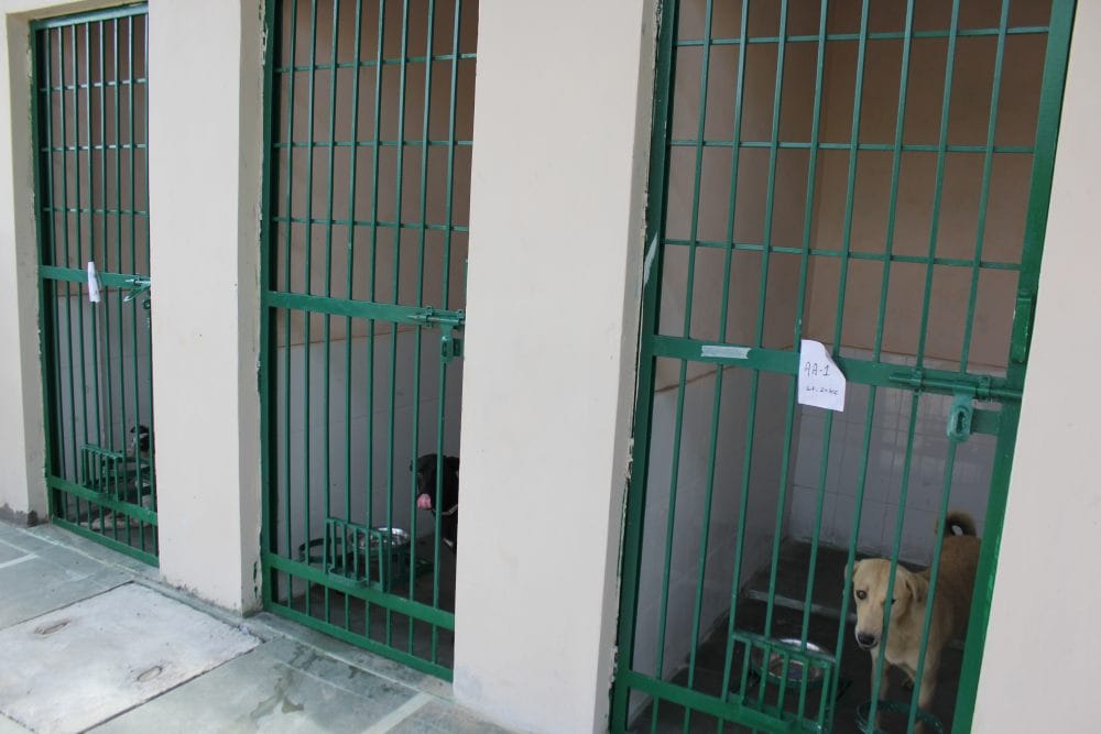 dehradun animal birth control center with good facility