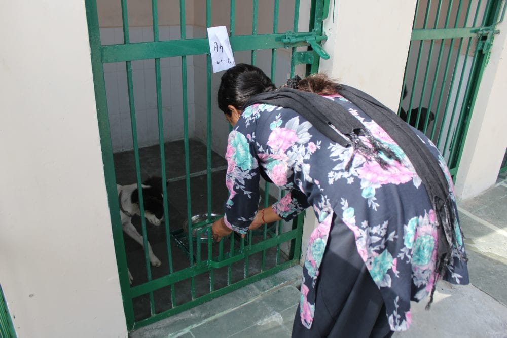 dehradun animal birth control center with good facility