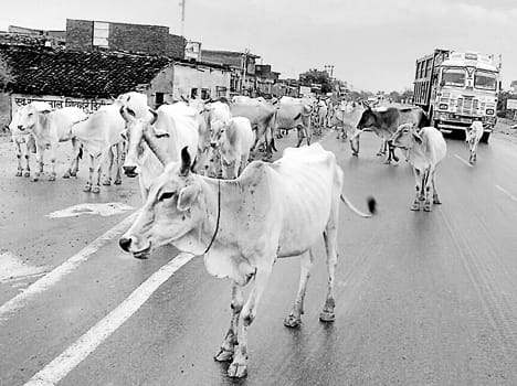 Anna animals racket