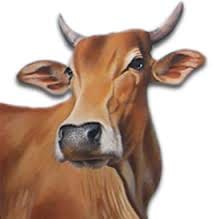 cattle house