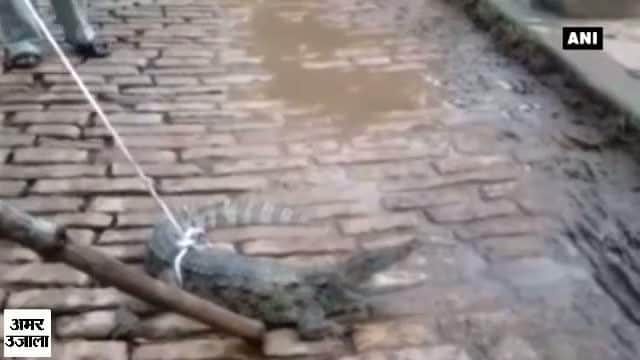 मगरमच्छ