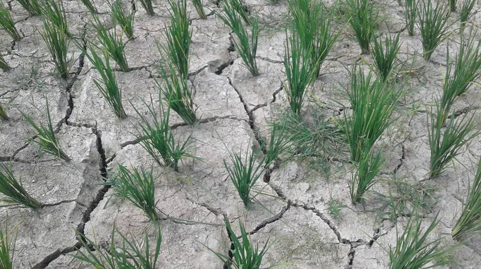 After the flood to dry waste