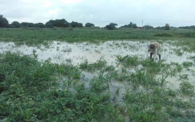 Rain and strong winds in the fields filled with water, crops ruined