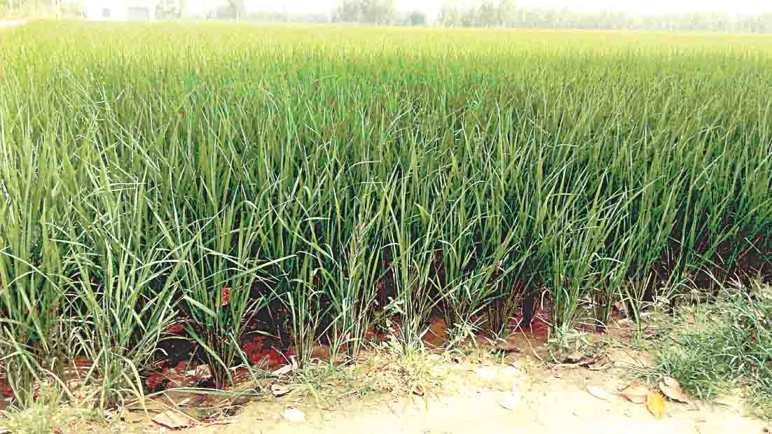 bhiwani news, crop, insurance, question