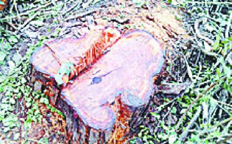 Timber smugglers ran beaten Vnkarmion