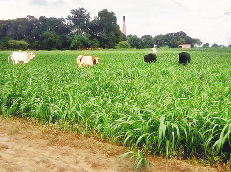 Farmers from stray animals