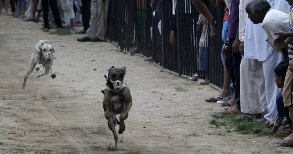 dogs bite railway gaurd