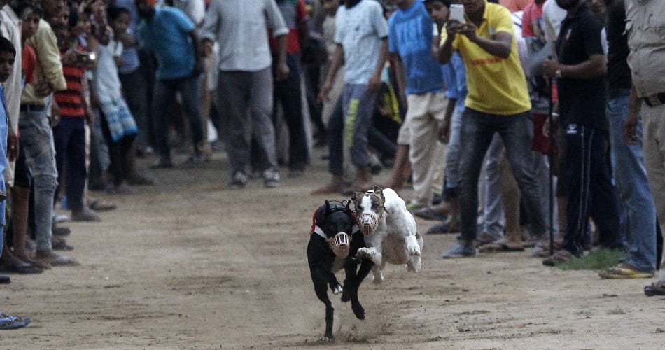 dog race, sports stadium, chandigarh dog race, chandigarh sports stadium, sports tournament, race