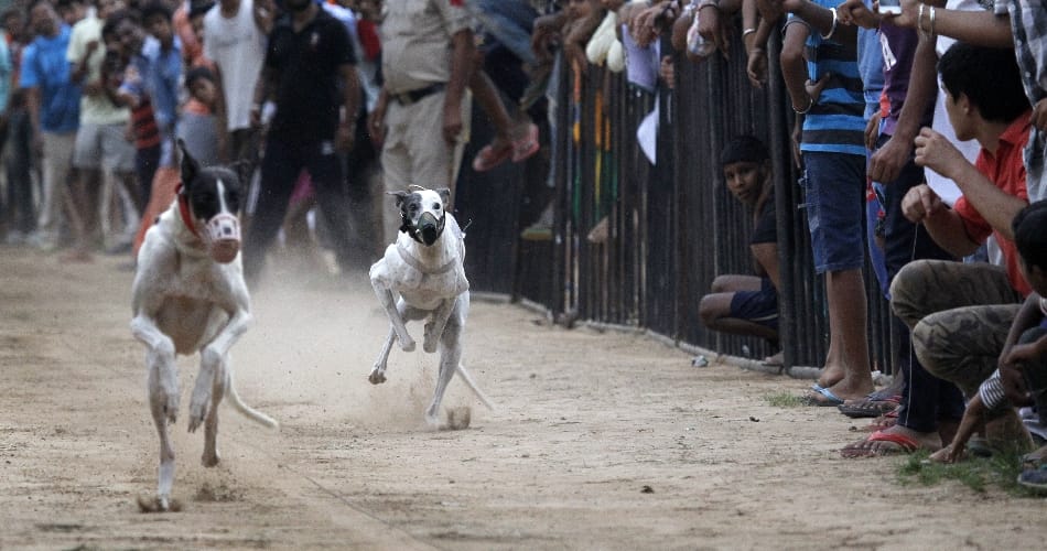 dog race, sports stadium, chandigarh dog race, chandigarh sports stadium, sports tournament, race