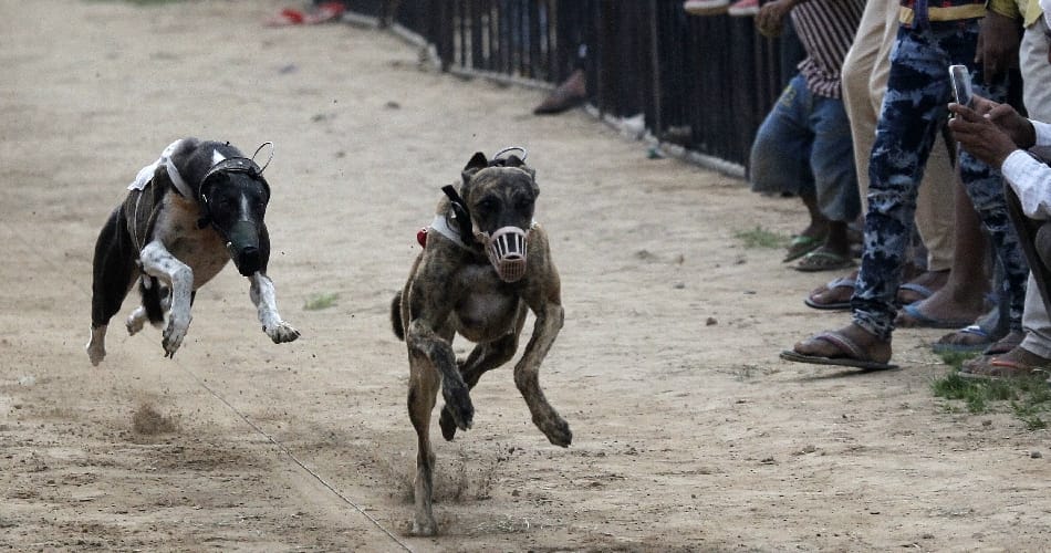 dog race, sports stadium, chandigarh dog race, chandigarh sports stadium, sports tournament, race