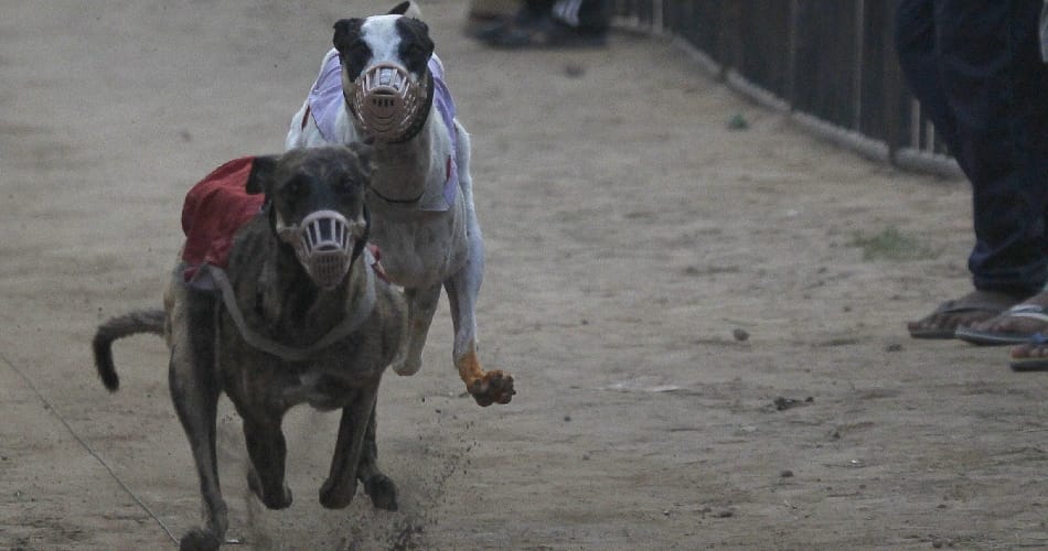 dog race, sports stadium, chandigarh dog race, chandigarh sports stadium, sports tournament, race