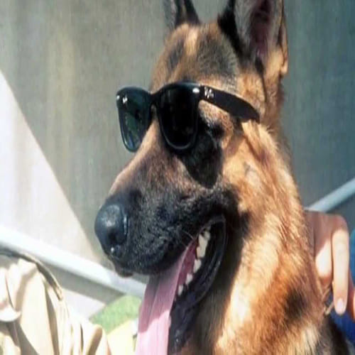 richest dog of the world
