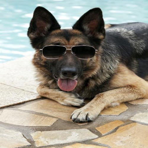 richest dog of the world
