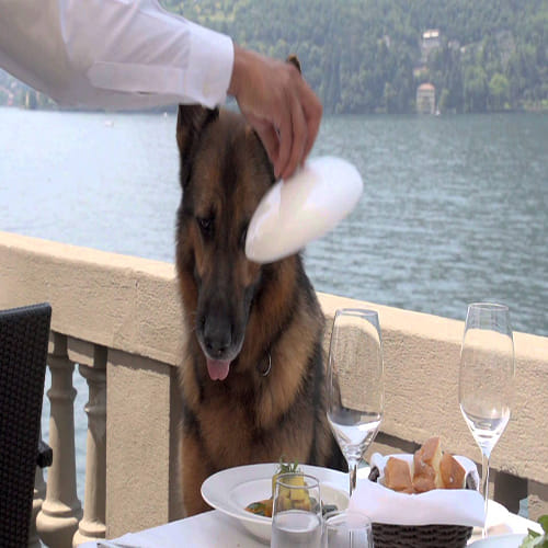 richest dog of the world