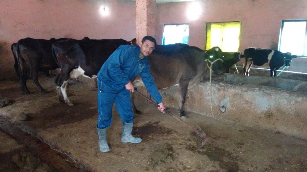 software developer left job and become dairy farmer