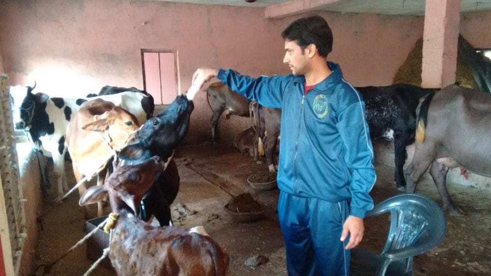 software developer left job and become dairy farmer