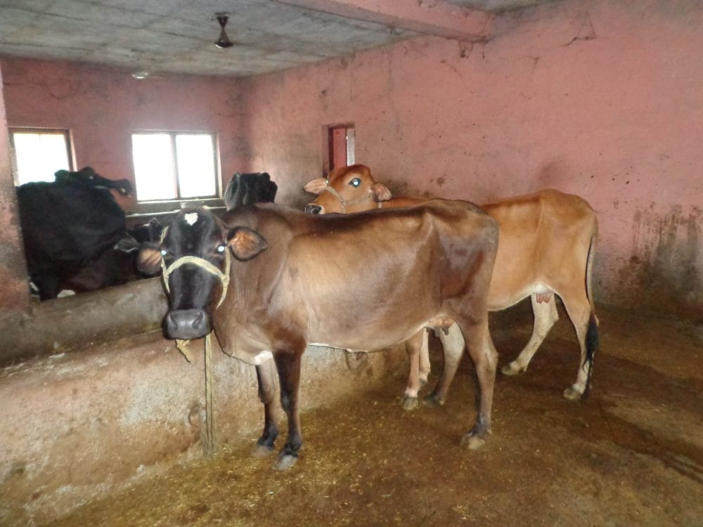 software developer left job and become dairy farmer