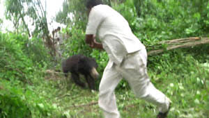 bear in village