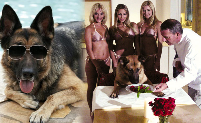 richest dog of the world