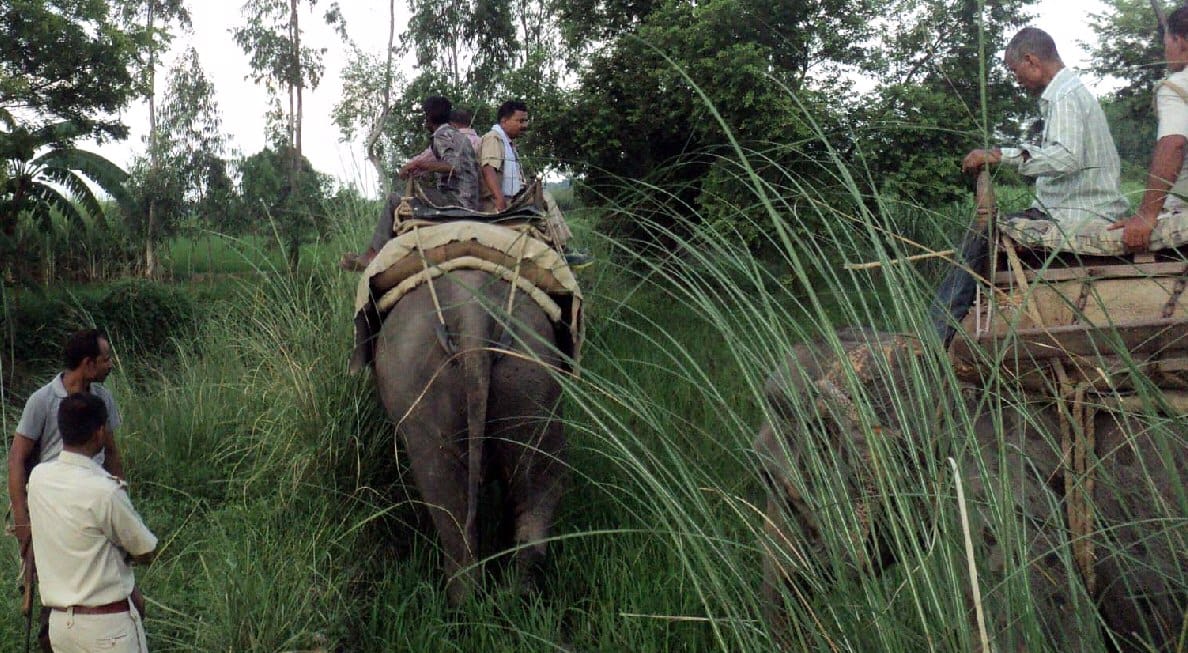 Man-eating tigress strategy designed to Trenkyulaij