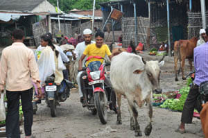  Vegetable market now seems to be afraid
