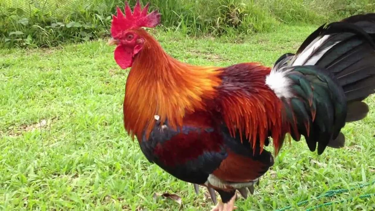 Animal sacrifice during housewarming goes wrong chicken survives, man dies