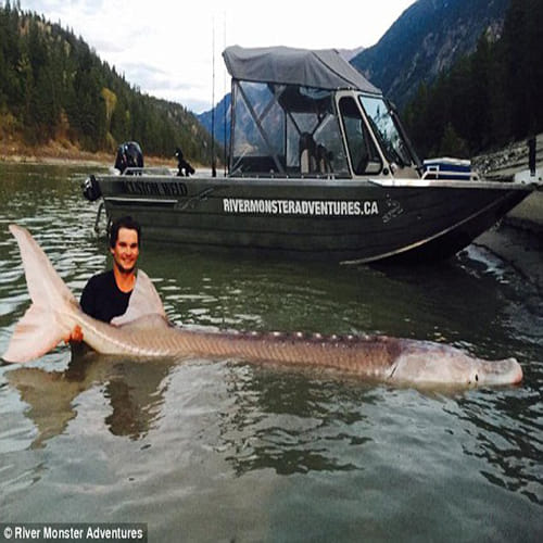  Pig Nose fish finally caught in Canada