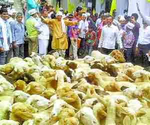 Protest alongwith Sheeps